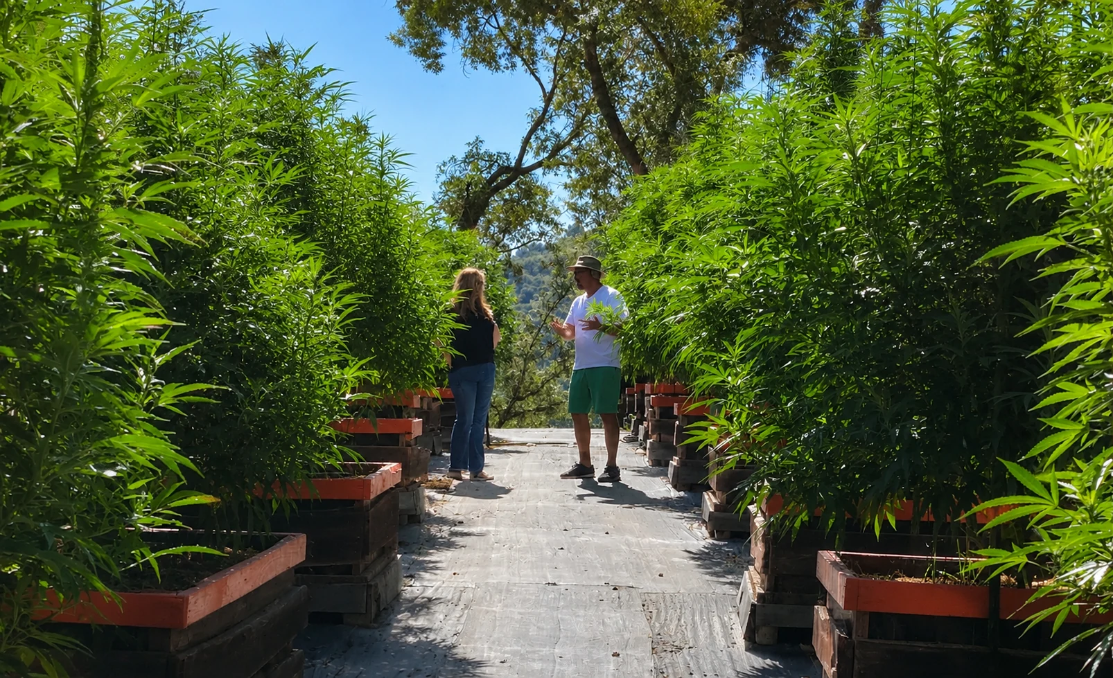 A conversation among the plants