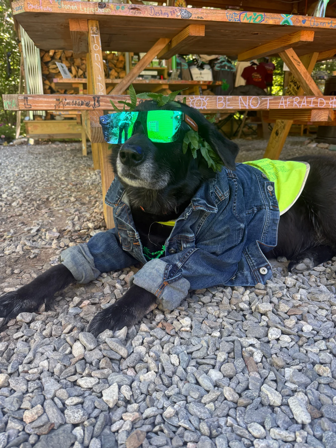 A four-legged guest at camp