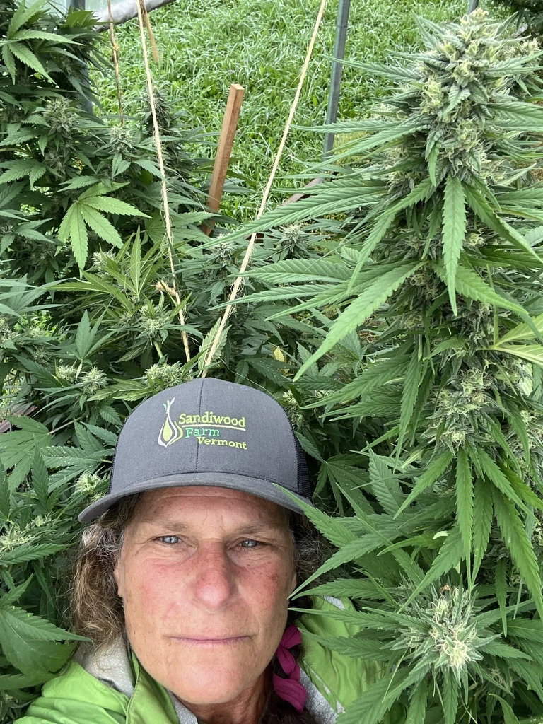 A person wearing a Sandiwood Farm Vermont cap among flowering cannabis plants