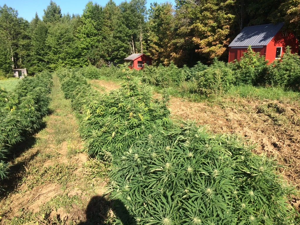 Cannabis plants growing beside red farm buildings and a wooded hillside
