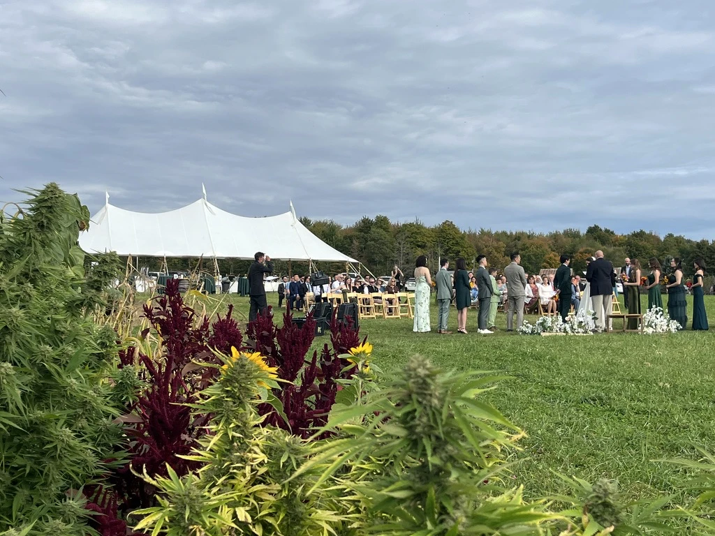 Outdoor wedding ceremony beside flowers and cannabis plants