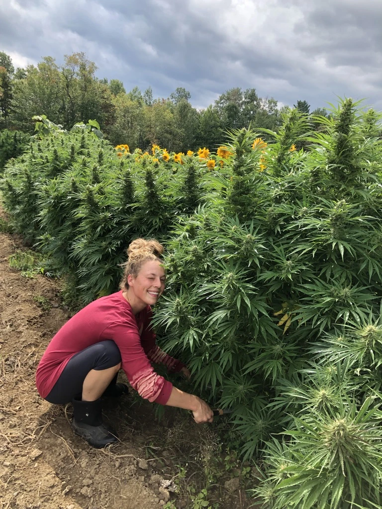 A person tending cannabis plants near a row of sunflowers